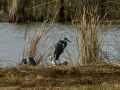 Garza Real - Ardea cinerea - Bernat pescaire Garza Real - Ardea cinerea - Bernat pescaire