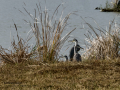Garza Real - Ardea cinerea - Bernat pescaire