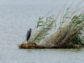 Garza Real - Ardea cinerea - Bernat pescaire