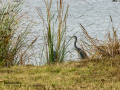 Garza Real - Ardea cinerea - Bernat pescaire