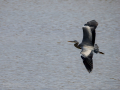 Garza Real - Ardea cinerea - Bernat pescaire