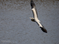 Garza Real - Ardea cinerea - Bernat pescaire