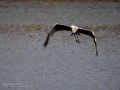 Garza Real - Ardea cinerea - Bernat pescaire