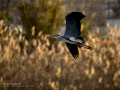 Garza Real - Ardea cinerea - Bernat pescaire