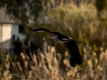 Garza Real - Ardea cinerea - Bernat pescaire