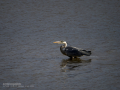 Garza Real - Ardea cinerea - Bernat pescaire