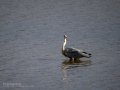 Garza Real - Ardea cinerea - Bernat pescaire