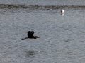 Garza Real - Ardea cinerea - Bernat pescaire