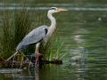 Garza Real - Ardea cinerea - Bernat pescaire