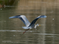 Garza Real - Ardea cinerea - Bernat pescaire