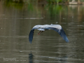 Garza Real - Ardea cinerea - Bernat pescaire