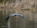 Garza Real - Ardea cinerea - Bernat pescaire