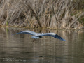 Garza Real - Ardea cinerea - Bernat pescaire