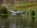 Garza Real - Ardea cinerea - Bernat pescaire
