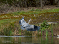 Garza Real - Ardea cinerea - Bernat pescaire