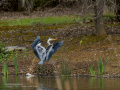 Garza Real - Ardea cinerea - Bernat pescaire