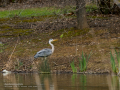Garza Real - Ardea cinerea - Bernat pescaire