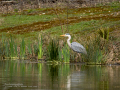 Garza Real - Ardea cinerea - Bernat pescaire
