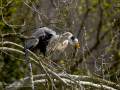 Garza Real - Ardea cinerea - Bernat pescaire