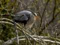 Garza Real - Ardea cinerea - Bernat pescaire