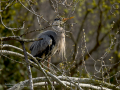Garza Real - Ardea cinerea - Bernat pescaire