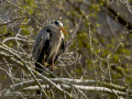 Garza Real - Ardea cinerea - Bernat pescaire