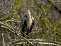 Garza Real - Ardea cinerea - Bernat pescaire
