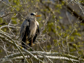 Garza Real - Ardea cinerea - Bernat pescaire
