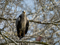 Garza Real - Ardea cinerea - Bernat pescaire