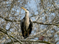 Garza Real - Ardea cinerea - Bernat pescaire
