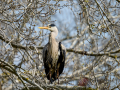 Garza Real - Ardea cinerea - Bernat pescaire