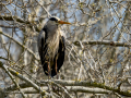Garza Real - Ardea cinerea - Bernat pescaire