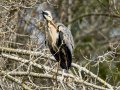 Garza Real - Ardea cinerea - Bernat pescaire