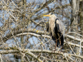 Garza Real - Ardea cinerea - Bernat pescaire