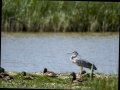 Garza Real - Ardea cinerea - Bernat pescaire