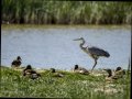 Garza Real - Ardea cinerea - Bernat pescaire