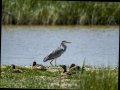 Garza Real - Ardea cinerea - Bernat pescaire