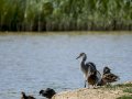 Garza Real - Ardea cinerea - Bernat pescaire