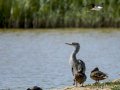 Garza Real - Ardea cinerea - Bernat pescaire