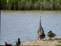 Garza Real - Ardea cinerea - Bernat pescaire