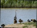 Garza Real - Ardea cinerea - Bernat pescaire
