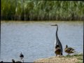 Garza Real - Ardea cinerea - Bernat pescaire