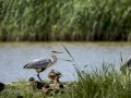 Garza Real - Ardea cinerea - Bernat pescaire