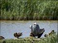 Garza Real - Ardea cinerea - Bernat pescaire