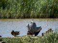 Garza Real - Ardea cinerea - Bernat pescaire