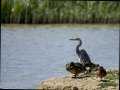 Garza Real - Ardea cinerea - Bernat pescaire