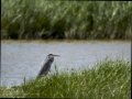 Garza Real - Ardea cinerea - Bernat pescaire