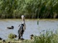 Garza Real - Ardea cinerea - Bernat pescaire