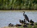 Garza Real - Ardea cinerea - Bernat pescaire
