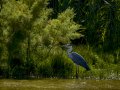 Garza Real - Ardea cinerea - Bernat pescaire